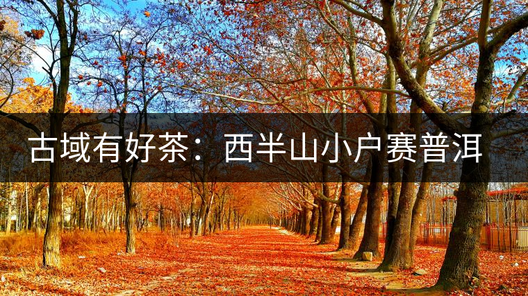古域有好茶：西半山小戶賽普洱茶特點