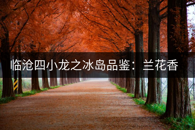 臨滄四小龍之冰島品鑒：蘭花香，冰糖甜