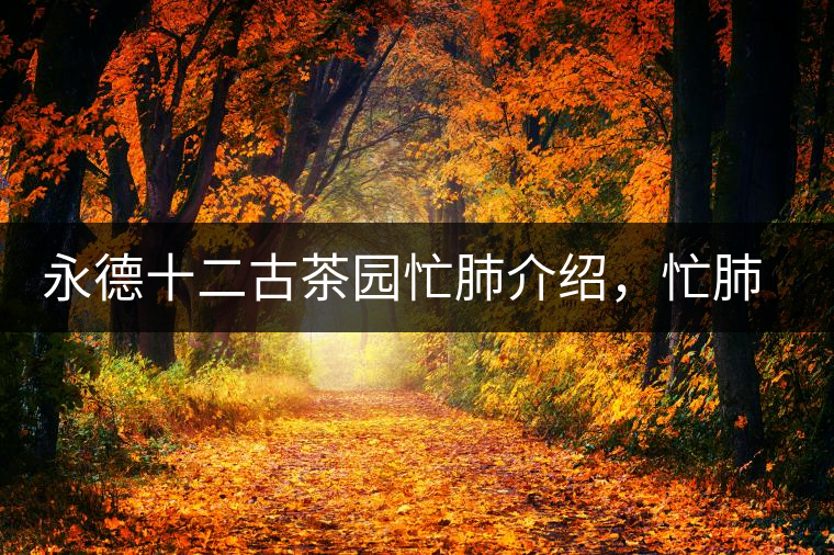永德十二古茶園忙肺介紹，忙肺茶特點(diǎn)