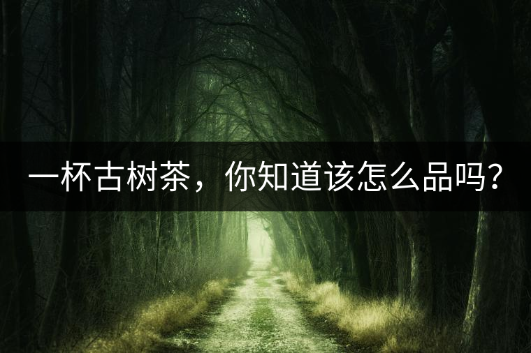 一杯古樹(shù)茶，你知道該怎么品嗎？