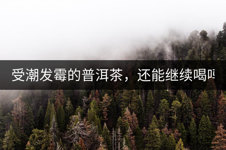 受潮發(fā)霉的普洱茶，還能繼續(xù)喝嗎？