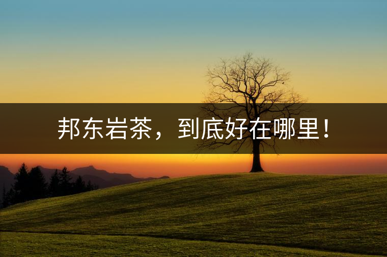 邦東巖茶，到底好在哪里！
