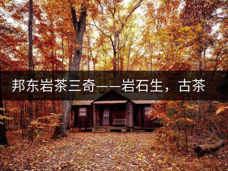 邦東巖茶三奇——巖石生，古茶韻，原野香