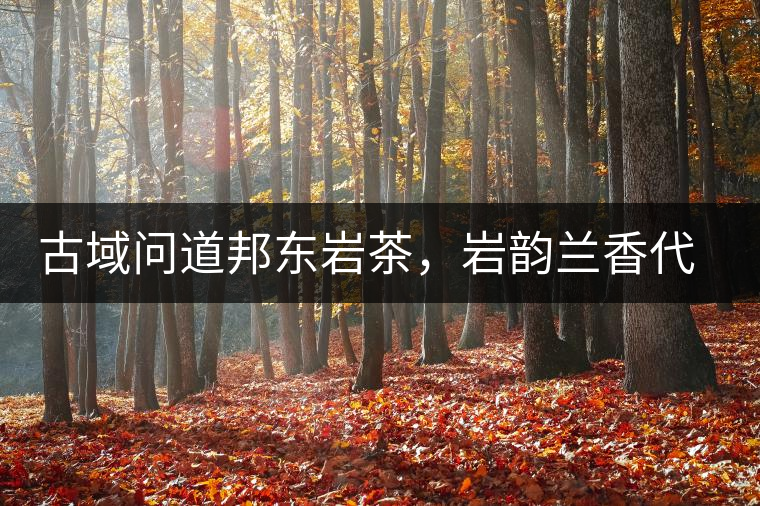 古域問道邦東巖茶，巖韻蘭香代表邦東古樹茶特點