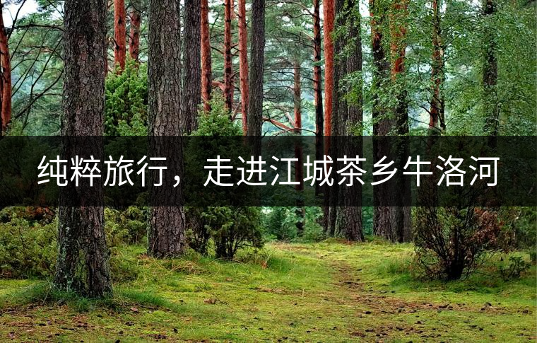 純粹旅行，走進(jìn)江城茶鄉(xiāng)牛洛河
