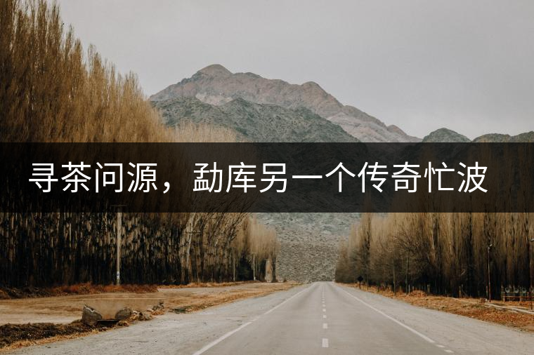 尋茶問源，勐庫另一個傳奇忙波古樹茶