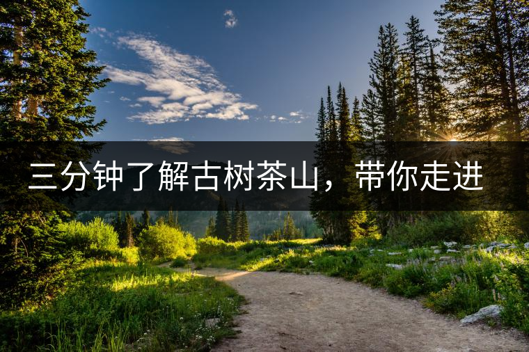 三分鐘了解古樹茶山，帶你走進(jìn)勐庫懂過壩氣山