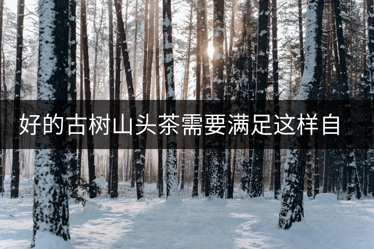 好的古樹山頭茶需要滿足這樣自然條件，以大忠山為例！