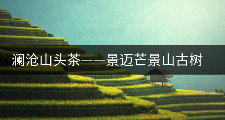 瀾滄山頭茶——景邁芒景山古樹茶