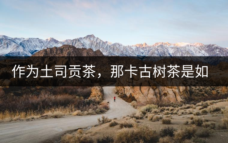 作為土司貢茶，那卡古樹茶是如何在眾多茶中脫穎而出的