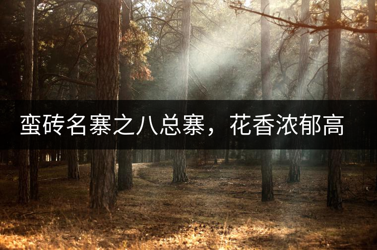 蠻磚名寨之八總寨，花香濃郁高揚(yáng)