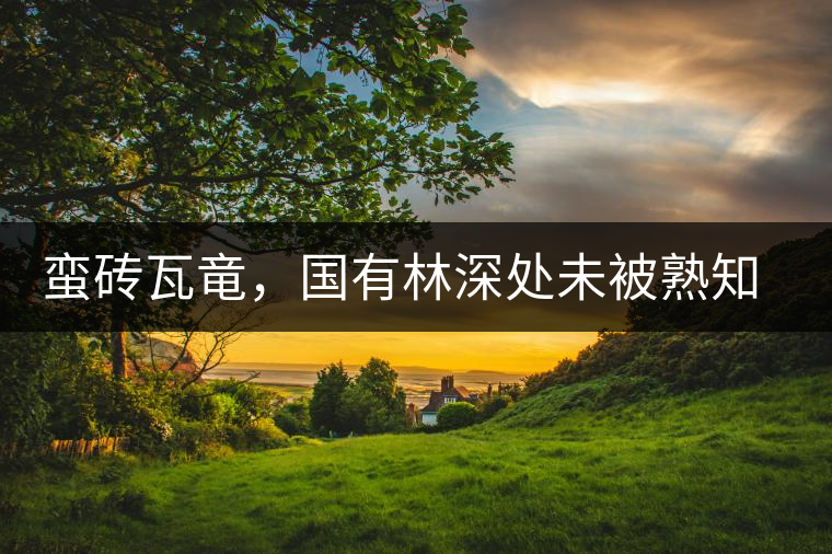 蠻磚瓦竜，國(guó)有林深處未被熟知的山頭