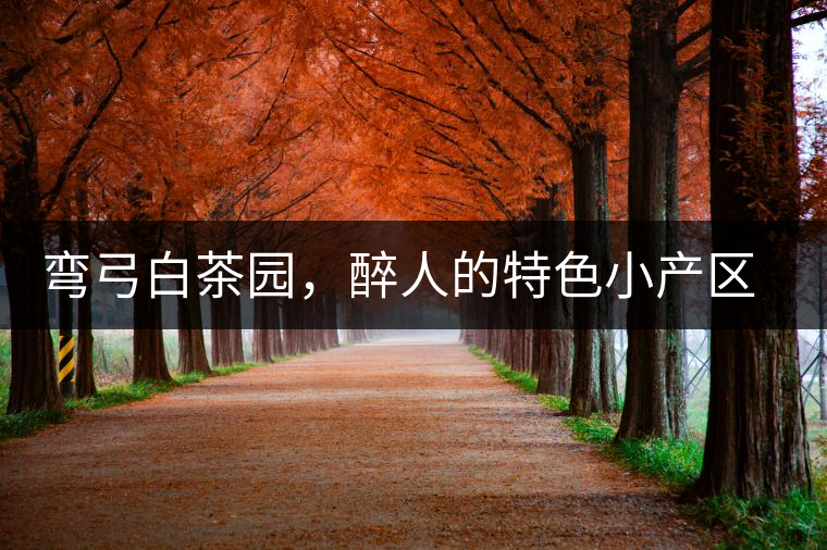 彎弓白茶園，醉人的特色小產區(qū)頂級口感