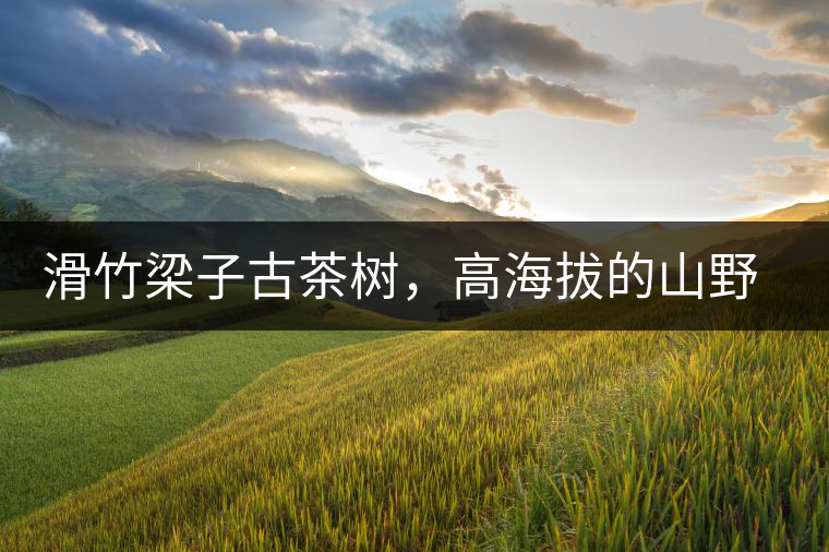 滑竹梁子古茶樹，高海拔的山野美韻