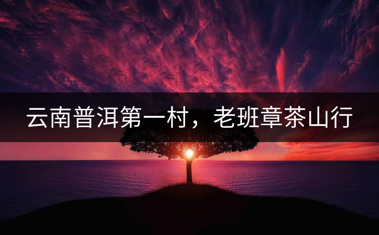 云南普洱第一村，老班章茶山行