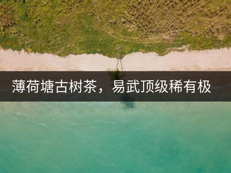 薄荷塘古樹茶，易武頂級(jí)稀有極品