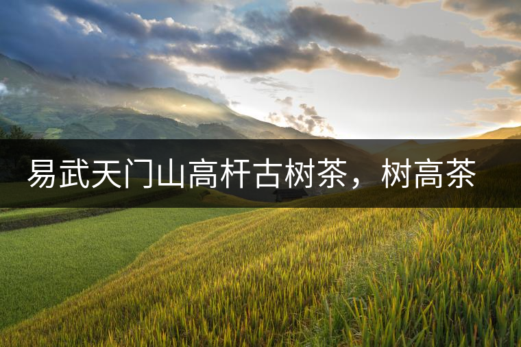 易武天門山高桿古樹茶，樹高茶香