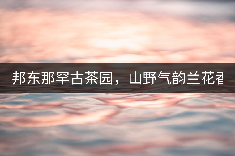 邦東那罕古茶園，山野氣韻蘭花香！