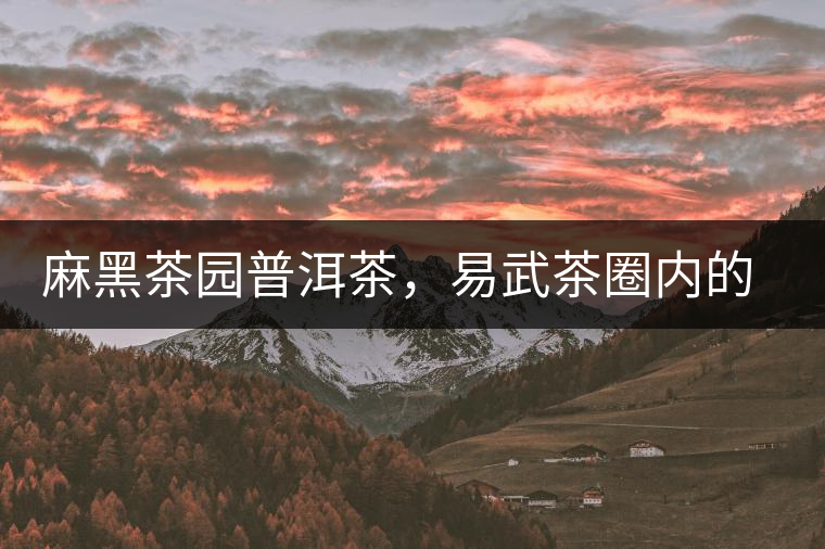 麻黑茶園普洱茶，易武茶圈內(nèi)的翹楚