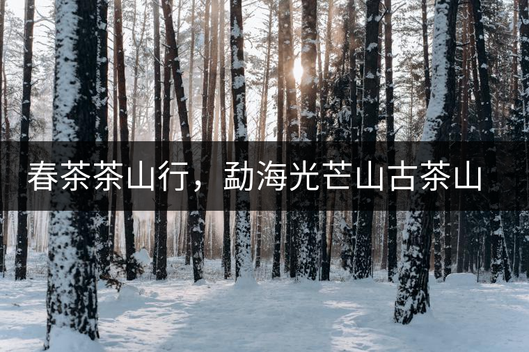 春茶茶山行，勐海光芒山古茶山你去過嗎？