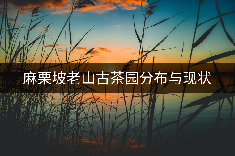 麻栗坡老山古茶園分布與現狀