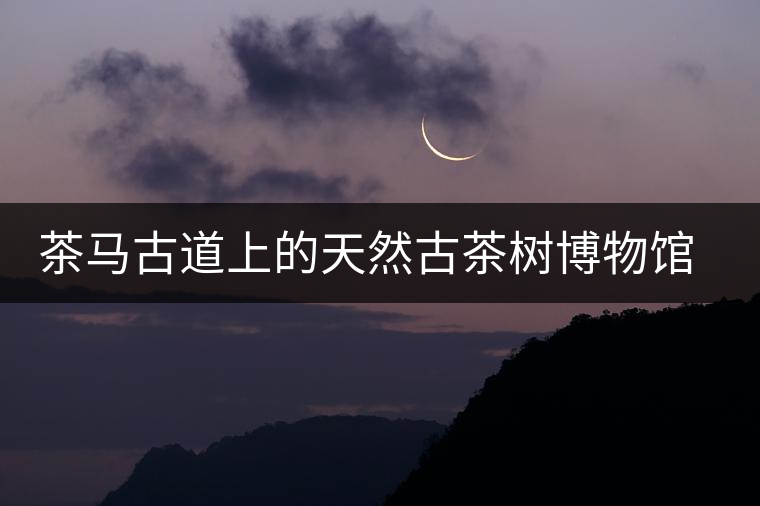 茶馬古道上的天然古茶樹(shù)博物館——白鶯山古茶園