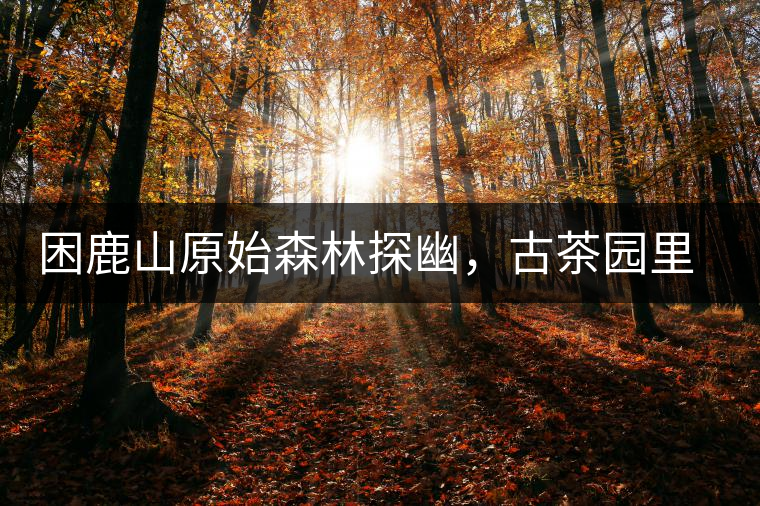 困鹿山原始森林探幽，古茶園里的優(yōu)美景色