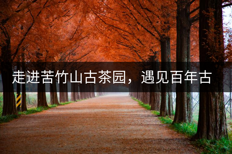 走進苦竹山古茶園，遇見百年古茶樹