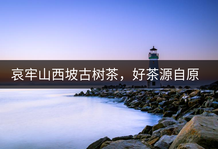 哀牢山西坡古樹茶，好茶源自原生態(tài)高山