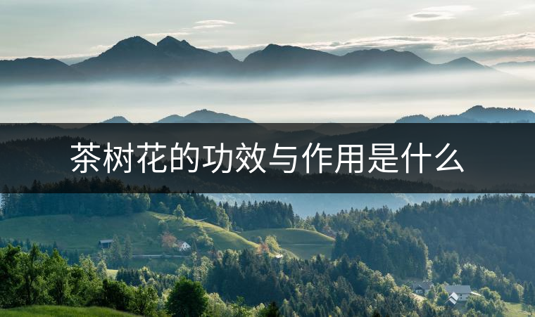 茶樹(shù)花的功效與作用是什么 茶樹(shù)花的功效與作用是什么