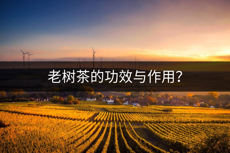 老樹茶的功效與作用？