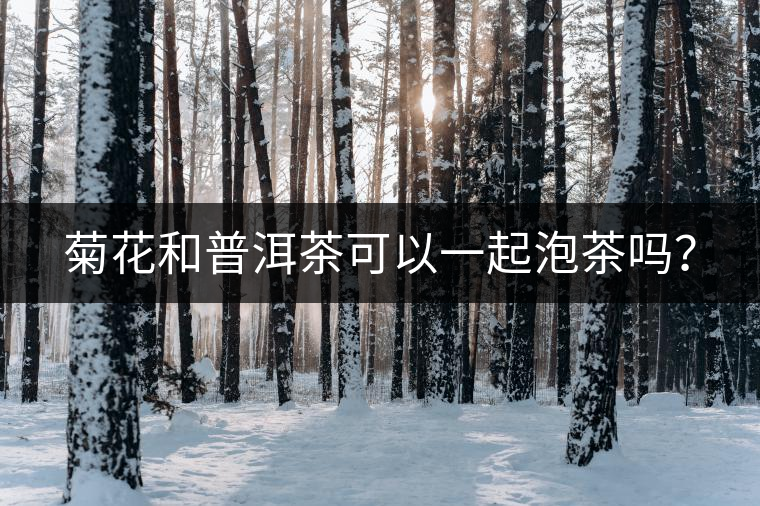 菊花和普洱茶可以一起泡茶嗎？