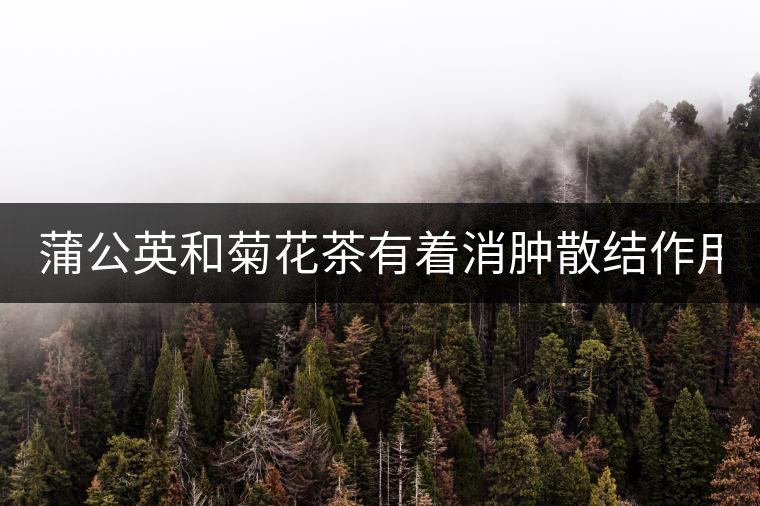 蒲公英和菊花茶有著消腫散結(jié)作用！