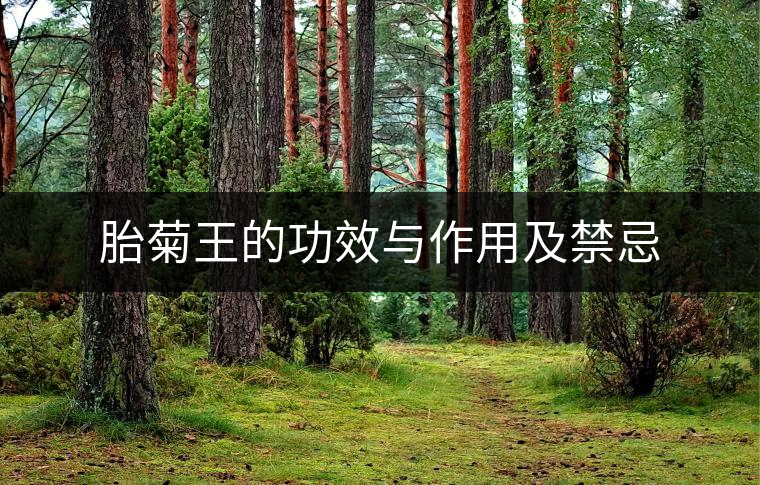 胎菊王的功效與作用及禁忌 胎菊王的功效與作用及禁忌