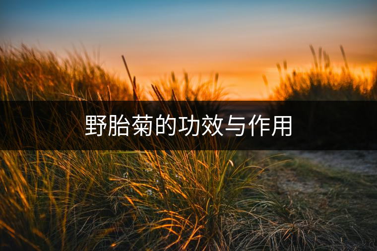 野胎菊的功效與作用 野胎菊的功效與作用