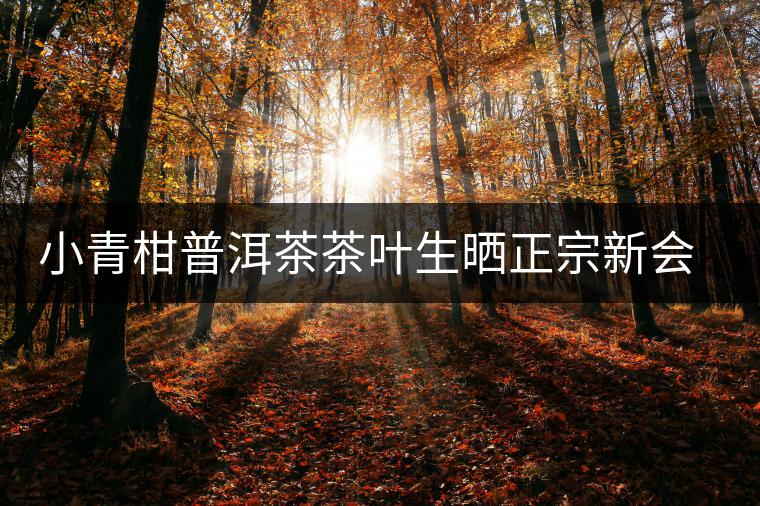 小青柑普洱茶茶葉生曬正宗新會特級柑普陳年熟茶陳皮桔普散裝罐裝