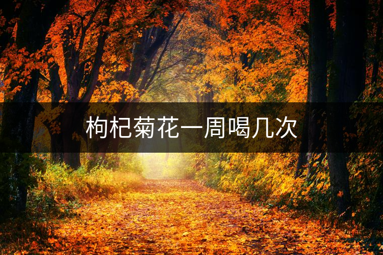 枸杞菊花一周喝幾次