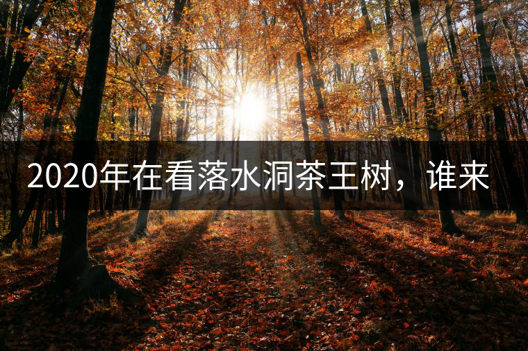2020年在看落水洞茶王樹，誰來關(guān)注古樹茶？ -易武中聘號
