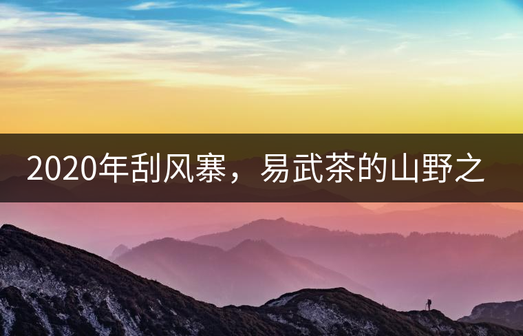2020年刮風(fēng)寨，易武茶的山野之王-易武中聘號(hào)