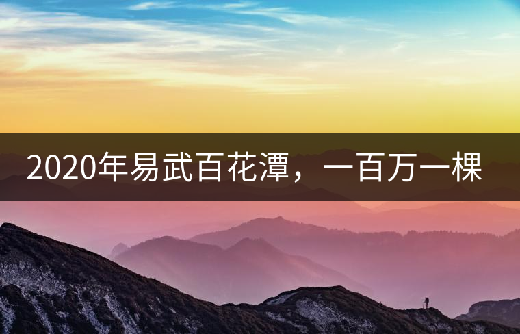 2020年易武百花潭，一百萬一棵樹-易武中聘號