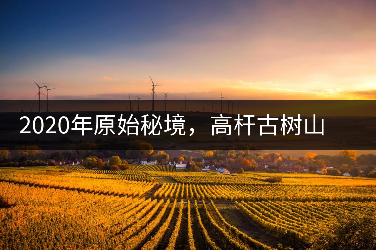 2020年原始秘境，高桿古樹(shù)山野雅韻蜜甜十足-易武中聘號(hào)