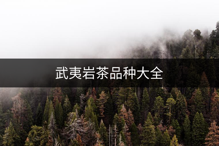 武夷巖茶品種大全