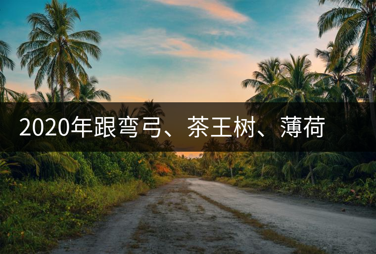 2020年跟彎弓、茶王樹、薄荷塘屬于同一山脈的神秘山頭-易武中聘號