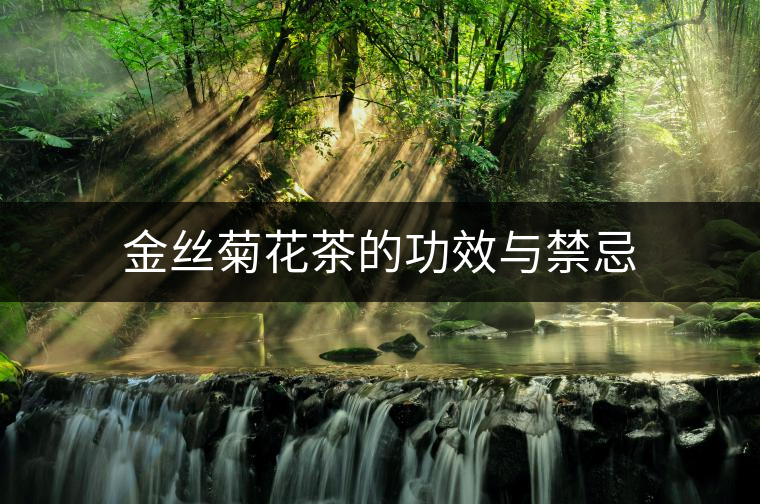 金絲菊花茶的功效與禁忌 金絲菊花茶的功效與禁忌