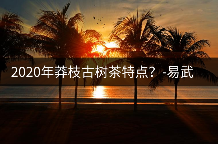 2020年莽枝古樹茶特點？-易武中聘號