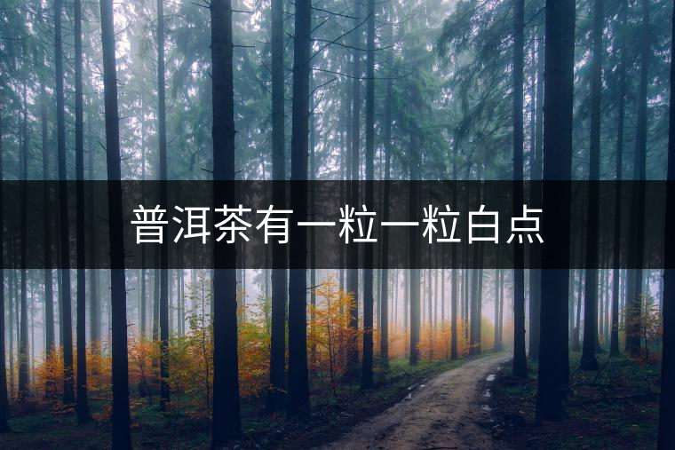 普洱茶有一粒一粒白點(diǎn)