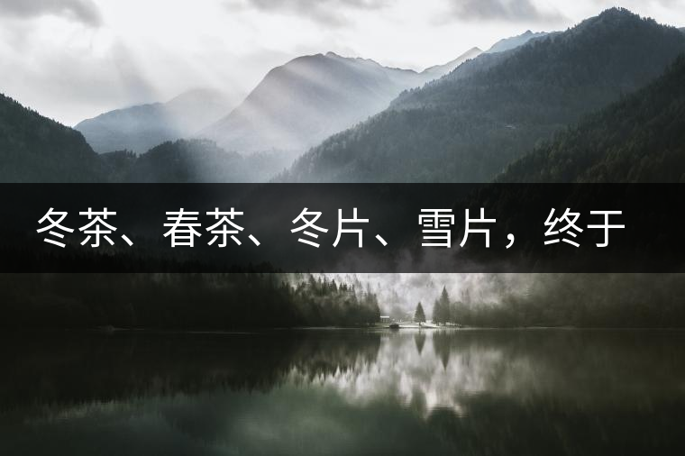 冬茶、春茶、冬片、雪片，終于分清楚了