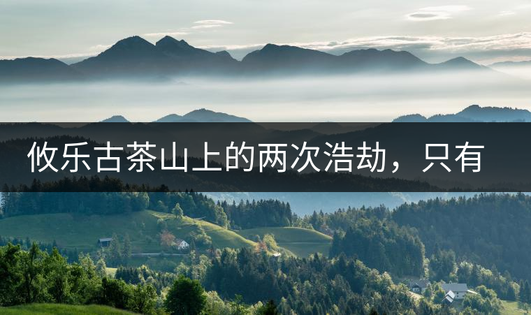 攸樂古茶山上的兩次浩劫，只有絕少部分的茶人解內(nèi)情