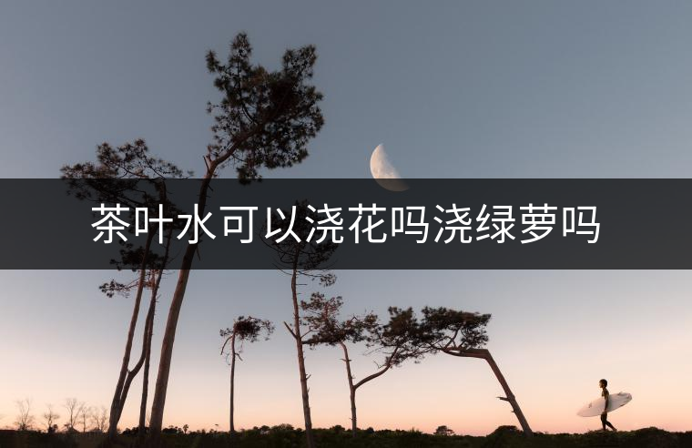 茶葉水可以澆花嗎澆綠蘿嗎
