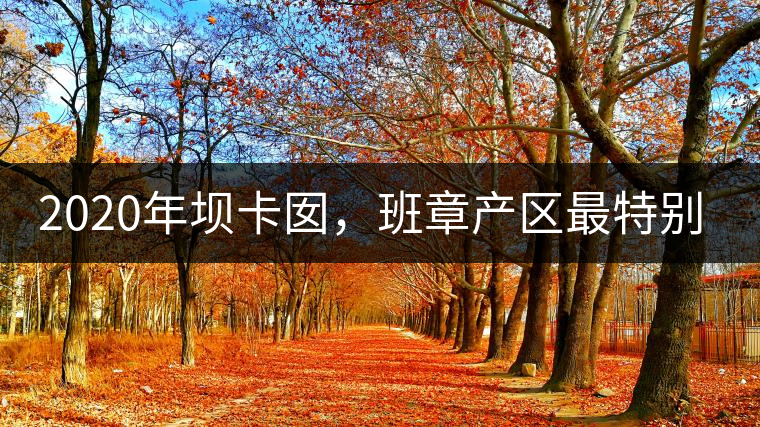 2020年壩卡囡，班章產(chǎn)區(qū)最特別的茶 -易武中聘號(hào)